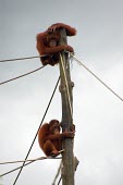 Orangutans climbing up a pole habitat loss,habitat exploitation,pet trade,captive,ape,great ape,threatened,Mammalia,Mammals,Chordates,Chordata,Primates,Hominids,Hominidae,Animalia,Arboreal,Endangered,pygmaeus,Herbivorous,Appendix