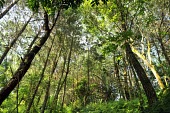 Forest view in Gede-Pangrango National Park trees,forest,rainforest,jawabarat,Mount Gede,Mount Pangrango,wide angle,green,trunks,leaves,habitat,understorey,Forests,Indonesia,Rain forest