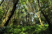 Forest view in Gede-Pangrango National Park trees,forest,rainforest,jawabarat,Mount Gede,Mount Pangrango,wide angle,green,trunks,leaves,habitat,understorey,shrubs,Forests,Indonesia,Rain forest