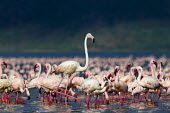 Greater flamingo amongst lesser flamingos flamingo,flamingos,animal,animals,bird,birds,Kenya,wildlife,lesser flamingo,greater flamingo,Lake Bogoria National Park,Africa,Eastern Africa,Rift Valley Province,Rift Valley,natural world,flock,group