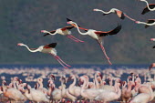 Greater flamingos flying over flamingo group flamingo,flamingos,animal,animals,bird,birds,Kenya,wildlife,lesser flamingo,greater flamingo,Lake Bogoria National Park,Africa,Eastern Africa,Rift Valley Province,Rift Valley,natural world,flock,group