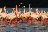 Lesser flamingos at Lake Bogoria flamingo,flamingos,animal,animals,bird,birds,Kenya,wildlife,lesser flamingo,Lake Bogoria National Park,Africa,Eastern Africa,Rift Valley Province,Rift Valley,natural world,flock,group of animals,feedi