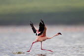 Lesser flamingos at Lake Bogoria flamingo,flamingos,animal,animals,bird,birds,Kenya,wildlife,lesser flamingo,Lake Bogoria National Park,Africa,Eastern Africa,Rift Valley Province,Rift Valley,natural world,flock,group of animals,Lake