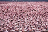 Lesser flamingos at Lake Bogoria Martin Harvey flamingo,flamingos,animal,animals,bird,birds,Kenya,wildlife,lesser flamingo,Lake Bogoria National Park,Africa,Eastern Africa,Rift Valley Province,Rift Valley,natural world,flock,group of animals,feeding,eating,Lake Bogoria,beauty,scenic,water,natural beauty,saline,alkaline,lake,mass,hundreds,thousands,Wild,Ciconiiformes,Herons Ibises Storks and Vultures,Flamingos,Phoenicopteriformes,Chordates,Chordata,Phoenicopteridae,Aves,Birds,Carnivorous,Wetlands,Salt marsh,Aquatic,minor,Animalia,Terrestrial,Appendix II,Near Threatened,Asia,Flying,Phoeniconaias,Europe,IUCN Red List,Flamingo,nobody,mammal,Lake,mud
