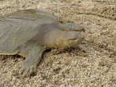 Frog-faced softshell turtle with neck extended Adult,Chordates,Chordata,Turtles,Testudines,Reptilia,Reptiles,Soft-Shelled Turtles,Trionychidae,cantorii,Asia,Aquatic,Fresh water,Animalia,Omnivorous,Terrestrial,Pelochelys,CITES,Appendix II,Endangere