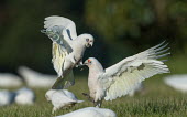 Little corella pair fighting fighting,fight,aggression,flying,flight,claws,bill,feathers,wings,feet,bird,birds,aves,Psittacidae,Psittaciformes,parrots,parrot,Wild,Parakeets, Macaws, Parrots,Chordates,Chordata,Aves,Birds,Parrots,H