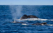 Two humpback whales showing fluke and dorsal fin fin,water,oceans,marine,sea,fins,flippers,splash,tail,fluke,breathing,breaching,cetaceans,whale,Wild,Rorquals,Balaenopteridae,Cetacea,Whales, Dolphins, and Porpoises,Chordates,Chordata,Mammalia,Mammal