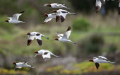 Red-necked avocet flock in flight Birds,bird,aves,flock,in flight,flying,wings,many,feathers,Recurvirostridae,avocets,avocet,movement,action,Wild