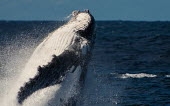 Humpback whale breaching breaching,splash,water,oceans,marine,sea,fins,flippers,cetaceans,whale,Wild,Rorquals,Balaenopteridae,Cetacea,Whales, Dolphins, and Porpoises,Chordates,Chordata,Mammalia,Mammals,South America,North Ame