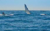 Humpback whale pectoral fins pectoral fin,water,oceans,marine,sea,fins,flippers,splash,Wild,Rorquals,Balaenopteridae,Cetacea,Whales, Dolphins, and Porpoises,Chordates,Chordata,Mammalia,Mammals,South America,North America,South,As