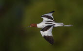 Red-necked avocet in flight Birds,bird,aves,in flight,flying,wings,many,feathers,Recurvirostridae,avocets,Wild