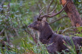 Deer stag deer,stag,antlers,forest,introduded species,non-native,adult,male,Wild