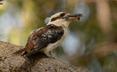 Laughing kookaburra portrait perching,profile,close up,feathers,bill,beak,Wild,Aves,Birds,Alcedinidae,Kingfishers,Coraciiformes,Rollers Kingfishers and Allies,Chordates,Chordata,Carnivorous,IUCN Red List,Terrestrial,Flying,Forest