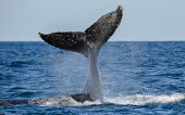 Two humpback whales showing fluke and dorsal fin breaching,splash,oceans,water,marine,sea,fins,flippers,Wild,Rorquals,Balaenopteridae,Cetacea,Whales, Dolphins, and Porpoises,Chordates,Chordata,Mammalia,Mammals,South America,North America,South,Asia,