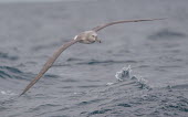 Juvenile albatross albatross,juvenile,low,flight,waves,water,marine,sea,splash,grey,bird,birds,mollymawk,Wild,Chordates,Chordata,Aves,Birds,Albatrosses,Diomedeidae,Ciconiiformes,Herons Ibises Storks and Vultures,Procell