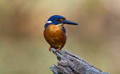 Azure kingfisher Animalia,Chordata,Aves,Coraciiformes,Alcedinidae,bird,kingfisher,perched,colourful,eye,looking at camera,shallow focus,negative space,Wild