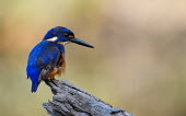Azure kingfisher Animalia,Chordata,Aves,Coraciiformes,Alcedinidae,bird,kingfisher,perched,colourful,shallow focus,negative space,blue,feathers,Wild