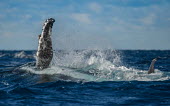 Humpback whale pectoral slapping the water's surface oceans,water,marine,sea,fin,flipper,pectoral,splash,surface,abstract,Wild,Rorquals,Balaenopteridae,Cetacea,Whales, Dolphins, and Porpoises,Chordates,Chordata,Mammalia,Mammals,South America,North Ameri