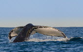 Humpback whale tail fluke splash,oceans,water,marine,sea,tail,action,fluke,diving,Wild,Rorquals,Balaenopteridae,Cetacea,Whales, Dolphins, and Porpoises,Chordates,Chordata,Mammalia,Mammals,South America,North America,South,Asia