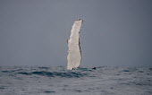 Humpback whale pectoral fin sticking up above the water oceans,water,marine,sea,fin,flipper,pectoral,white,grey,abstract,negative space,Wild,Rorquals,Balaenopteridae,Cetacea,Whales, Dolphins, and Porpoises,Chordates,Chordata,Mammalia,Mammals,South America,