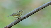 Hume's leaf warbler perched on tree branch Bird,birds,aves,perching,perch,perched,Aves,Birds,Old World Warblers, Gnatcatchers,Sylviidae,Chordates,Chordata,Perching Birds,Passeriformes,Carnivorous,inornatus,Temperate,Africa,Animalia,Least Conce