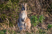 Kangaroo adult,kangaroo,shallow focus,negative space,evening sun,marsupials,Wild