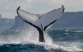 Humpback whale tail fluke splash,oceans,water,marine,sea,tail,action,fluke,diving,Wild,Rorquals,Balaenopteridae,Cetacea,Whales, Dolphins, and Porpoises,Chordates,Chordata,Mammalia,Mammals,South America,North America,South,Asia