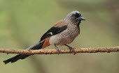 Grey treepie perched on tree branch Bird,birds,aves,perching,perch,perched,corvid,corvidae,passeriformes