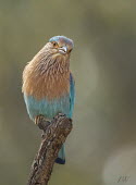 Indian roller Bird,birds,aves,perching,perch,perched,colourful,colour,Aves,Birds,Coraciidae,Chordates,Chordata,Coraciiformes,Rollers Kingfishers and Allies,Carnivorous,Scrub,Asia,Grassland,benghalensis,Least Concer