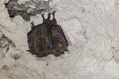 Sowell's short-tailed bat cave,bat,chiroptera,Sowell's short-tailed bat,Carollia sowelli,bats,Belize,mammals,roost,roosting,Wild,^Paul B Jones 2014^,Belize ^Chan Chich^
