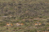 Endangered Przewalski's gazelle Critically Endangered,Procapra przewalskii,Przewalski's gazelle,gazelle,gazelles,mammal,mammals,habitat,shallow focus,brink of extinction,wild,feeding,grooming,vigilance,group,Wild,Bovidae,Bison, Catt