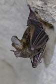 Fringe-lipped bat cave,bat,chiroptera,Fringe-lipped bat,Trachops cirrhosus,hanging,roosting,roost,profile,Wild,"Paul B Jones 2014",Belize "Chan Chich"