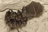 Fringe-lipped bat bat,cave,fangs,chiroptera,mayan tomb,bats,mammals,roosting,wing,group,Wild,"Paul B Jones 2014",Belize "Chan Chich"