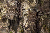 Proboscis bats clinging to rock tree,nature,animal,river,mammal,bark,camouflage,hiding,roosting,central america,roost,bats,bat,Wild,Mammalia,Mammals,Chordates,Chordata,Chiroptera,Bats,Emballonuridae,IUCN Red List,Carnivorous,Riparia