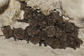 Sowell's short-tailed bat cave,bat,chiroptera,Sowell's short-tailed bat,Carollia sowelli,group,roost,roosting,bats,mammals,mammal,mammalia,Wild,^Paul B Jones 2014^,Belize ^Chan Chich^