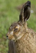 Brown Hare, Lepus europaeus, leveret head profile European hare,European brown hare,brown hare,Brown-Hare,Lepus europaeus,hare,hares,mammal,mammals,herbivorous,herbivore,lagomorpha,lagomorph,lagomorphs,leporidae,lepus,declining,threatened,precocial,r