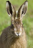 Head on view of Brown Hare, Lepus europaeus, leveret showing ears, eyes and whiskers European hare,European brown hare,brown hare,Brown-Hare,Lepus europaeus,hare,hares,mammal,mammals,herbivorous,herbivore,lagomorpha,lagomorph,lagomorphs,leporidae,lepus,declining,threatened,precocial,r