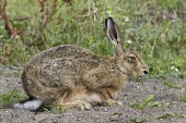Brown Hare, Lepus europaeus, crouched with grass protruding from its mouth European hare,European brown hare,brown hare,Brown-Hare,Lepus europaeus,hare,hares,mammal,mammals,herbivorous,herbivore,lagomorpha,lagomorph,lagomorphs,leporidae,lepus,declining,threatened,precocial,r