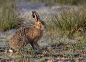 Side view of Brown Hare, Lepus europaeus, with head turned and eye illuminated by low sun European hare,European brown hare,brown hare,Brown-Hare,Lepus europaeus,hare,hares,mammal,mammals,herbivorous,herbivore,lagomorpha,lagomorph,lagomorphs,leporidae,lepus,declining,threatened,precocial,r