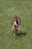 Rear view of Brown Hare, Lepus europaeus, running away from viewer showing balck and white tail and rear feet European hare,European brown hare,brown hare,Brown-Hare,Lepus europaeus,hare,hares,mammal,mammals,herbivorous,herbivore,lagomorpha,lagomorph,lagomorphs,leporidae,lepus,declining,threatened,precocial,r