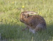 Brown Hare, Lepus europaeus, grooming front foot European hare,European brown hare,brown hare,Brown-Hare,Lepus europaeus,hare,hares,mammal,mammals,herbivorous,herbivore,lagomorpha,lagomorph,lagomorphs,leporidae,lepus,declining,threatened,precocial,r