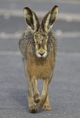Brown Hare, Lepus europaeus, running along lane directly toward viewer European hare,European brown hare,brown hare,Brown-Hare,Lepus europaeus,hare,hares,mammal,mammals,herbivorous,herbivore,lagomorpha,lagomorph,lagomorphs,leporidae,lepus,declining,threatened,precocial,r