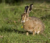 Brown Hare, Lepus europaeus eating with yellow dandelion protruding from its mouth European hare,European brown hare,brown hare,Brown-Hare,Lepus europaeus,hare,hares,mammal,mammals,herbivorous,herbivore,lagomorpha,lagomorph,lagomorphs,leporidae,lepus,declining,threatened,precocial,r