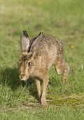 Brown Hare, Lepus europaeus, runing with rear legs off the ground European hare,European brown hare,brown hare,Brown-Hare,Lepus europaeus,hare,hares,mammal,mammals,herbivorous,herbivore,lagomorpha,lagomorph,lagomorphs,leporidae,lepus,declining,threatened,precocial,r