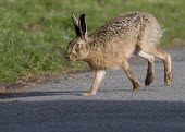 Brown Hare, Lepus europaeus, running across country lane with rear feet off the ground European hare,European brown hare,brown hare,Brown-Hare,Lepus europaeus,hare,hares,mammal,mammals,herbivorous,herbivore,lagomorpha,lagomorph,lagomorphs,leporidae,lepus,declining,threatened,precocial,r