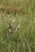 Ears of Brown Hare, Lepus europaeus poking out of long grass European hare,European brown hare,brown hare,Brown-Hare,Lepus europaeus,hare,hares,mammal,mammals,herbivorous,herbivore,lagomorpha,lagomorph,lagomorphs,leporidae,lepus,declining,threatened,precocial,r