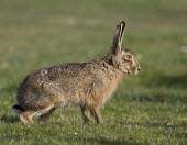 Brown Hare, Lepus europaeus, ready to run with rear leg curled for sprint European hare,European brown hare,brown hare,Brown-Hare,Lepus europaeus,hare,hares,mammal,mammals,herbivorous,herbivore,lagomorpha,lagomorph,lagomorphs,leporidae,lepus,declining,threatened,precocial,r