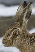 Brown Hare, Lepus europaeus, close view of head with focus on eye and ears. Wirral, March European hare,European brown hare,brown hare,Brown-Hare,Lepus europaeus,hare,hares,mammal,mammals,herbivorous,herbivore,lagomorpha,lagomorph,lagomorphs,leporidae,lepus,declining,threatened,precocial,r