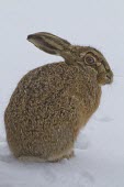 Brown Hare, Lepus europaeus, sat in deep snow looking over shoulder. Wirral, March European hare,European brown hare,brown hare,Brown-Hare,Lepus europaeus,hare,hares,mammal,mammals,herbivorous,herbivore,lagomorpha,lagomorph,lagomorphs,leporidae,lepus,declining,threatened,precocial,r