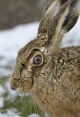 Brown Hare, Lepus europaeus, close view of head with focus on eye and ears and with tongue sticking out, Wirral, March European hare,European brown hare,brown hare,Brown-Hare,Lepus europaeus,hare,hares,mammal,mammals,herbivorous,herbivore,lagomorpha,lagomorph,lagomorphs,leporidae,lepus,declining,threatened,precocial,r